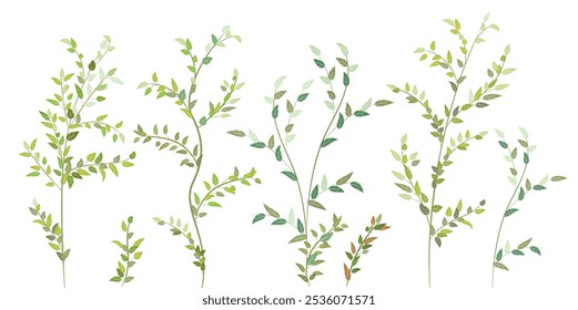 Branches of deciduous tree. Decorative green leaves, twigs similar to birch, alder, aspen, hazel. Attractive bright bushe, curly and fresh. Realistic botanical illustration on white background, vector