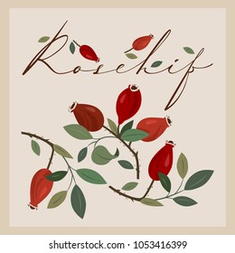 Branches of dogrose. Hand-drawn vector Illustration