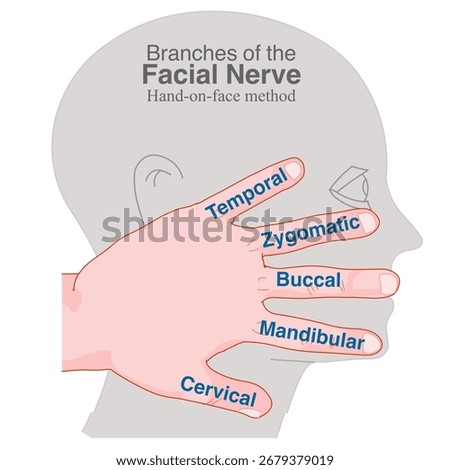 Branches of facial nerve. Hand of face, remember method. Temporal, zygomatic, buccal, marginal mandibular. Ophthalmic maxillary five vessels, mimetic muscles in face. Vector illustration
