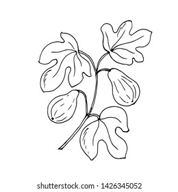 Branches and figs. Vector illustration.