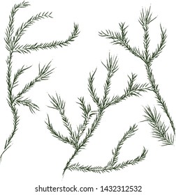 branches of a fir tree