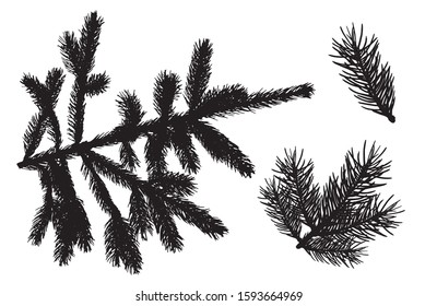 Branches of fir trees. Set of silhouettes. Vector illustration.