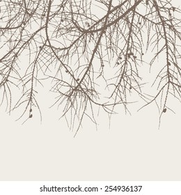 branches of a fir-tree