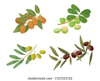 Branches with foliage and fruits, isolated set of olive and almond, castor and macadamia twigs. Ingredients used in food and cosmetics, oils for hair care and treatment. Set vector in flat style