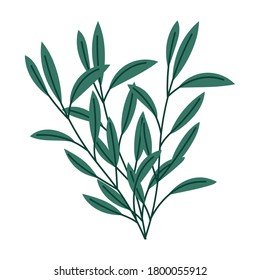 branches foliage natural botanical isolated white background vector illustration