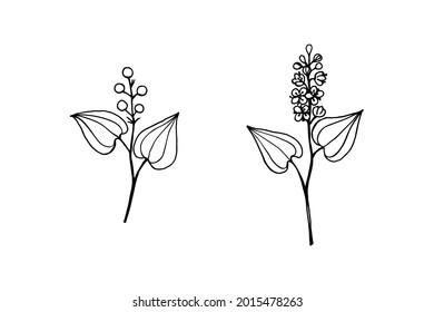 Branches of the forest plant Maiánthemum bifólium with flowers and berries. Contour line drawing by hand. 