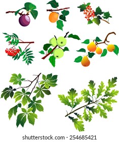 Branches and fruits