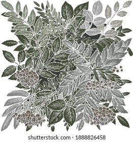 Branches and fruits of mountain ash. Background illustration. Hand drawing outline. Flowering of garden plants. Abstract plant picture. Vector