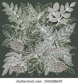 Branches and fruits of mountain ash. Background illustration. Hand drawing outline. Flowering of garden plants. Abstract plant picture. Vector