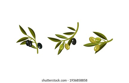 Branches of Green and Black Oily Olives Vector Set