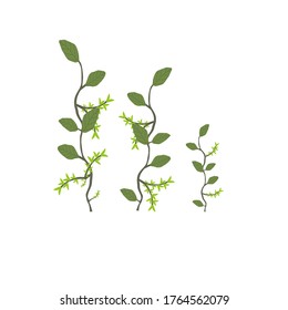 Branches of green plants on a white background