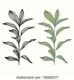 Branches. Hand drawing. Vector illustration for design