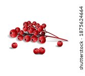  branches with holly red berries Realistic isolated on white background. Christmas background. Vector Illustration for holiday designs, party, birthday, invitation.