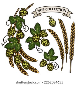 Branches of hops, ears of barley end ribbon banner. Set of elements for brewery design. Hop cones with leaves. Hand drawn vector illustration isolated on white background. 