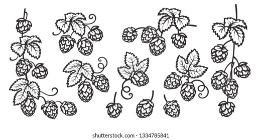 Branches of hops. Set of elements for brewery design. Hop cones with leaves icons. Hand drawn vector illustration isolated on white background. 