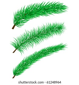 Branches isolated on white background