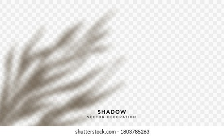 branches isolated. Shadow overlay. Effect light transparent shadow. Realistic creating reflective effect illusions. Overlay for adding scene lighting to your images. Vector illustration.