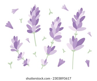 Ramas de lavanda o de lilo con pétalos morados. Conjunto de ramas aisladas y flores de estilo plano.