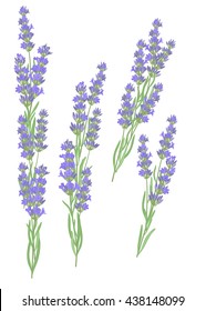 Branches of lavender. Vector illustration of lavender flowers in vintage style.