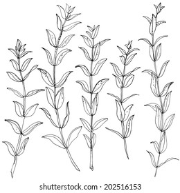 Branches with leaves, eucalyptus. Vector decoration elements