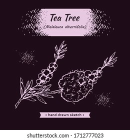 Zweige mit Blättern und Blumen von Teebaum . Detaillierte handgezeichnete Skizzen, botanische Vektorillustration.