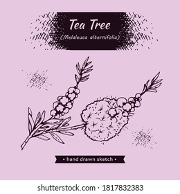 Zweige mit Blättern und Blumen von Teebaum . Detaillierte handgezeichnete Skizzen, Vektorbotanische Illustration.