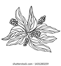 Branches with leaves and fruits of coffee vector illustration 