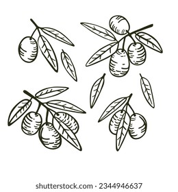 
Branches with leaves and fruits of olive. Set of isolated hand drawings for design. Isolated vector illustration on a white background.