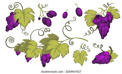 Branches and leaves of grapes, isolated twigs with foliage. Sweet berries, farming and agriculture, countryside or farming. Harvesting and gardening, care for crops and growth. Vector in flat style