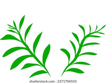 Ramas y hojas de dos plantas de eucalipto verdes aisladas en fondo blanco. Diseño vectorial dibujado a mano.