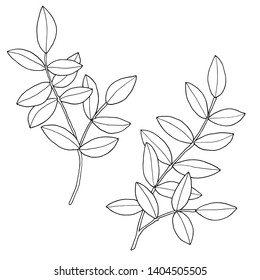 Branches with leaves. Hand drawn vector illustration. Monochrome black and white ink sketch. Line art. Isolated on white background. Coloring page