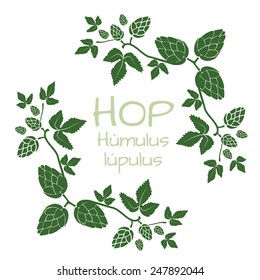 Branches with leaves and hop cones. vector illustration.