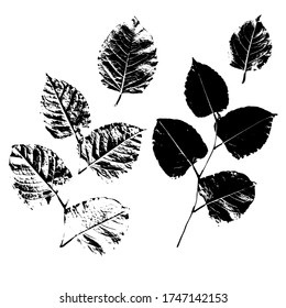 Branches and leaves of a linden tree. Black imprints of natural leaves. Isolated botanical elements. Suitable for design, patterns, printing, postcards. Vector illustration.
