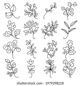 Ramas y hojas de plantas. El contorno del vector se establece en un fondo aislado. Ilustraciones hechas a mano de hierbas y ramas de árboles.