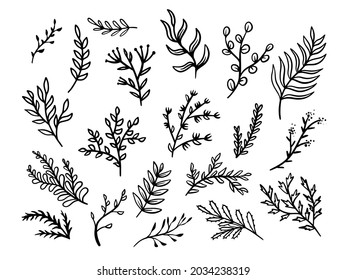 Ramas con hojas de un conjunto de garabatos sobre un fondo blanco. Dibujar líneas negras. Ilustración vectorial. Se puede usar en postales, scrapbooking, banners.