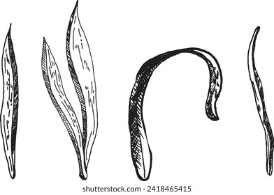Branches and leaves, stems of tulip flowers. Vector graphics, hand-drawn in ink. Leaves isolated on a white background.