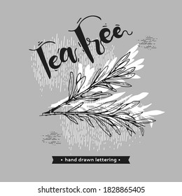 Branches with leaves of tea tree with lettering tea tree. Detailed hand-drawn sketches, vector botanical illustration. 
