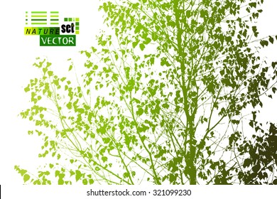 Branches With Leaves Trace Birch. Vector