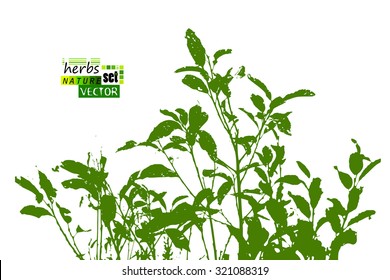 branches with leaves trace. Vector