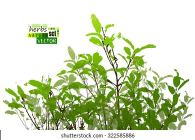 branches with leaves trace. Vector