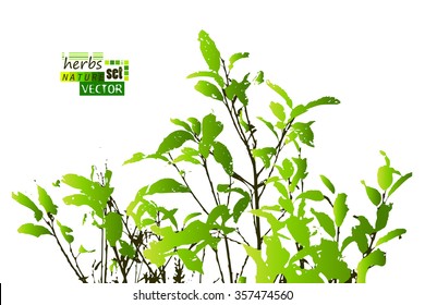 branches with leaves trace. Vector