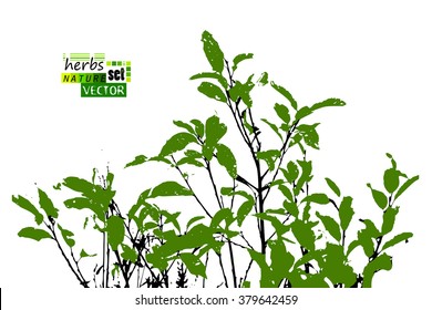 branches with leaves trace. Vector