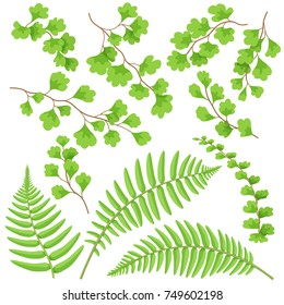 Branches and leaves of tropical plants set. Green fern fronds isolated on white. Vector flat illustration.