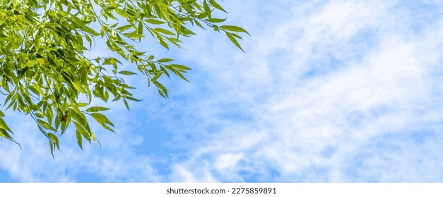 The branches and leaves of a wild willow fluttering in the wind are illuminated by the side sun against a blue sky with openwork clouds. Space for copy text. Vector.