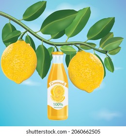 The branches of the lemon tree bear fruit in a bottle of lemonade.