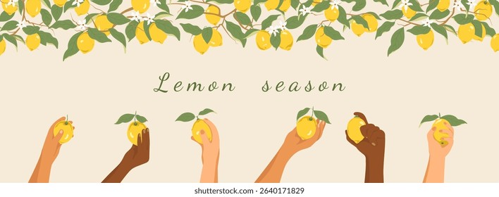 Branches of a lemon tree and different hands holding lemons. Harvesting lemons. Vector illustration with a border of lemons. Summer theme, organic food branding, packaging, advertising