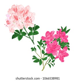 Branches light pink and pink flowers rhododendrons  mountain shrub on a white background set vintage vector illustration editable hand draw
