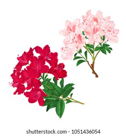 Branches light pink and red flowers rhododendrons  mountain shrub on a white background set five vintage vector illustration editable hand draw