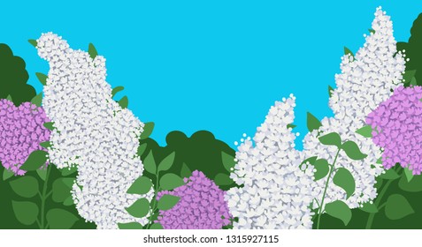 Branches with lilac flowers, white and purple lilac. Branches of green leaves.