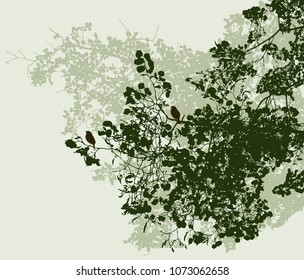 The branches of the linden trees in summer